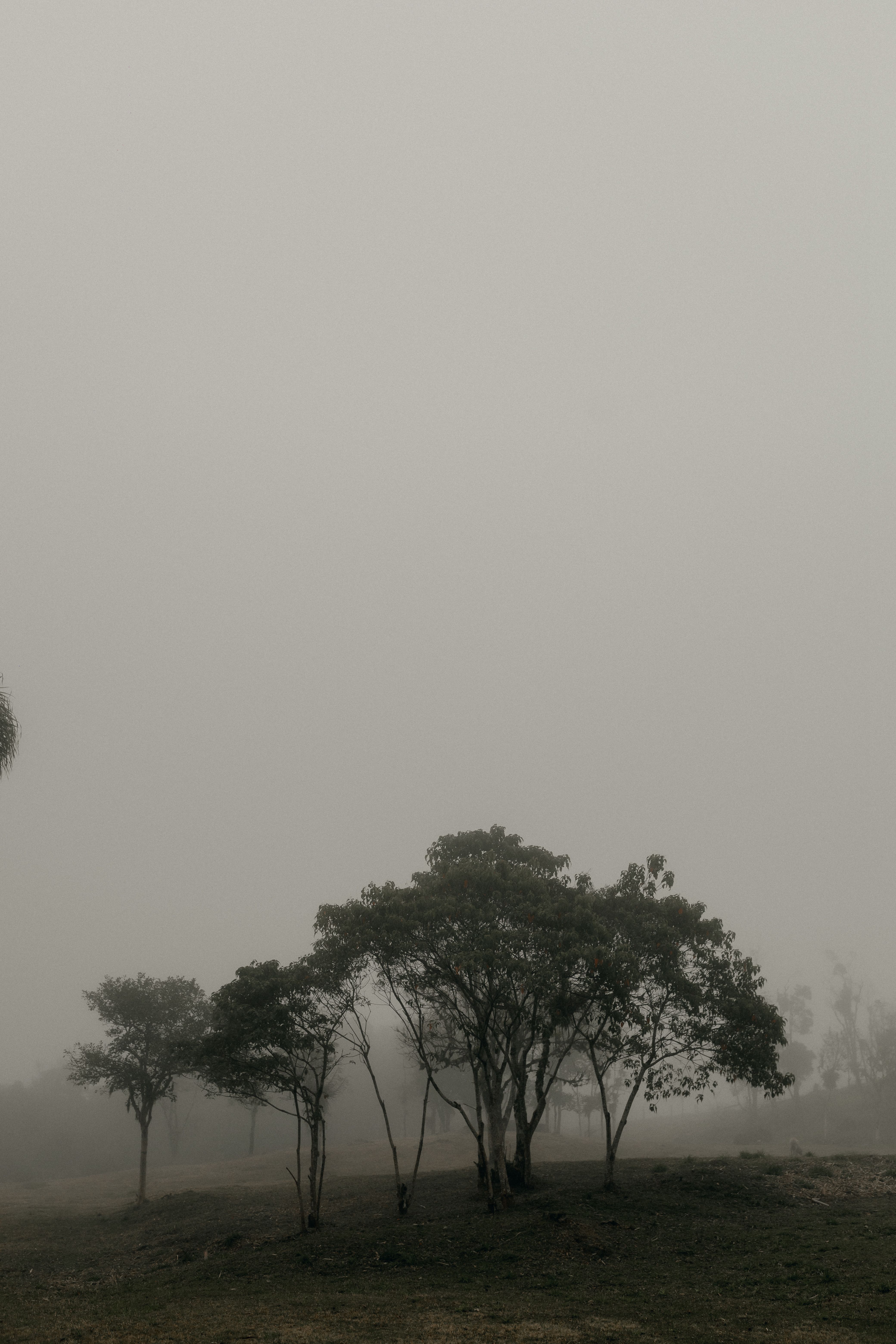 Misty Morning Landscape with Sparse Trees · Free Stock Photo