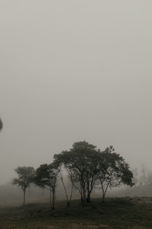 Free Serene foggy landscape with sparse trees creating a calm and atmospheric ambiance. Stock Photo