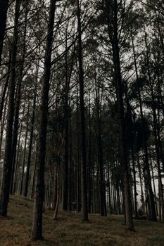A serene view of tall pine trees in a dense forest captured at dusk, showcasing nature's tranquility.