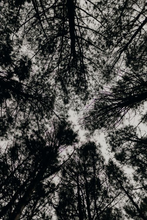 Free Black and white photo of towering pine trees captured from below against the sky. Stock Photo