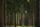 deep forest