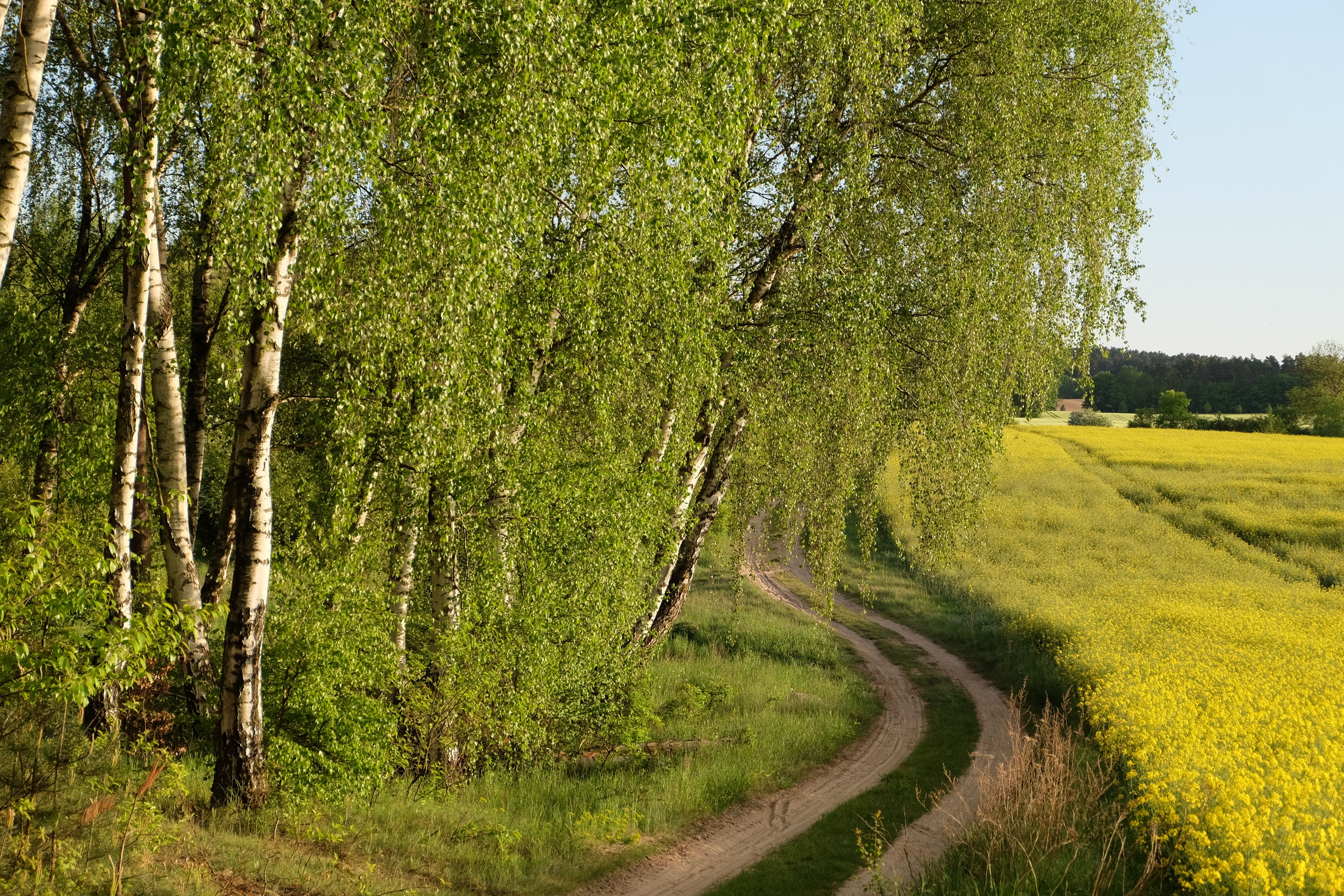 Serene Country Pathway Lined with Birch Trees in Spring · Free Stock Photo