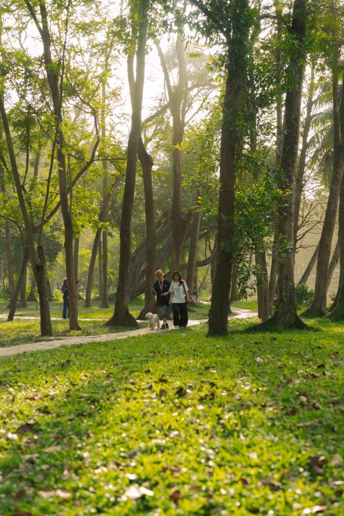 Free Enjoy a peaceful walk in the forest with dogs under warm sunlight, surrounded by nature. Stock Photo