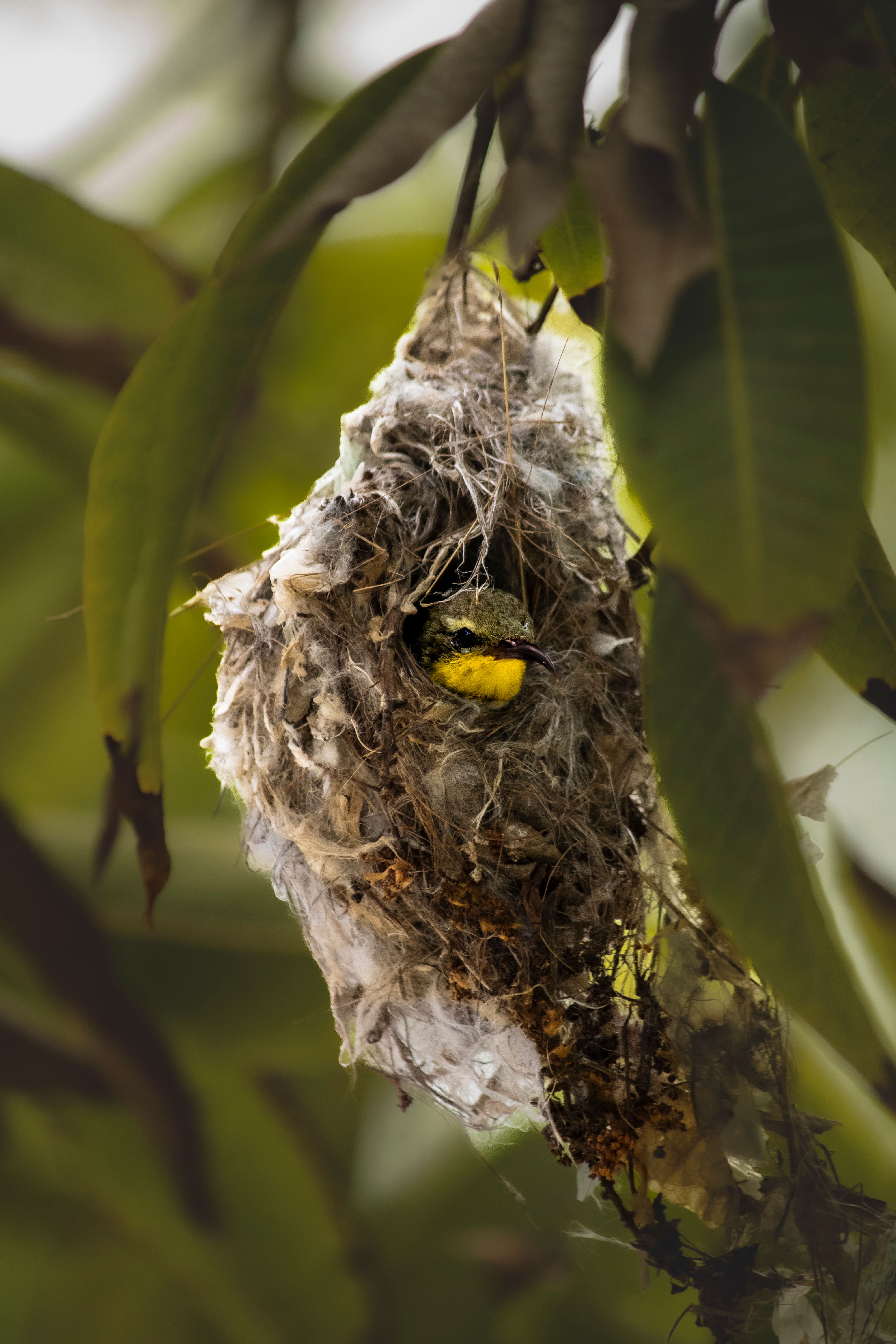 A sunbird rests inside a woven nest among green leaves in Ajrakhpur, Gujarat, India.
