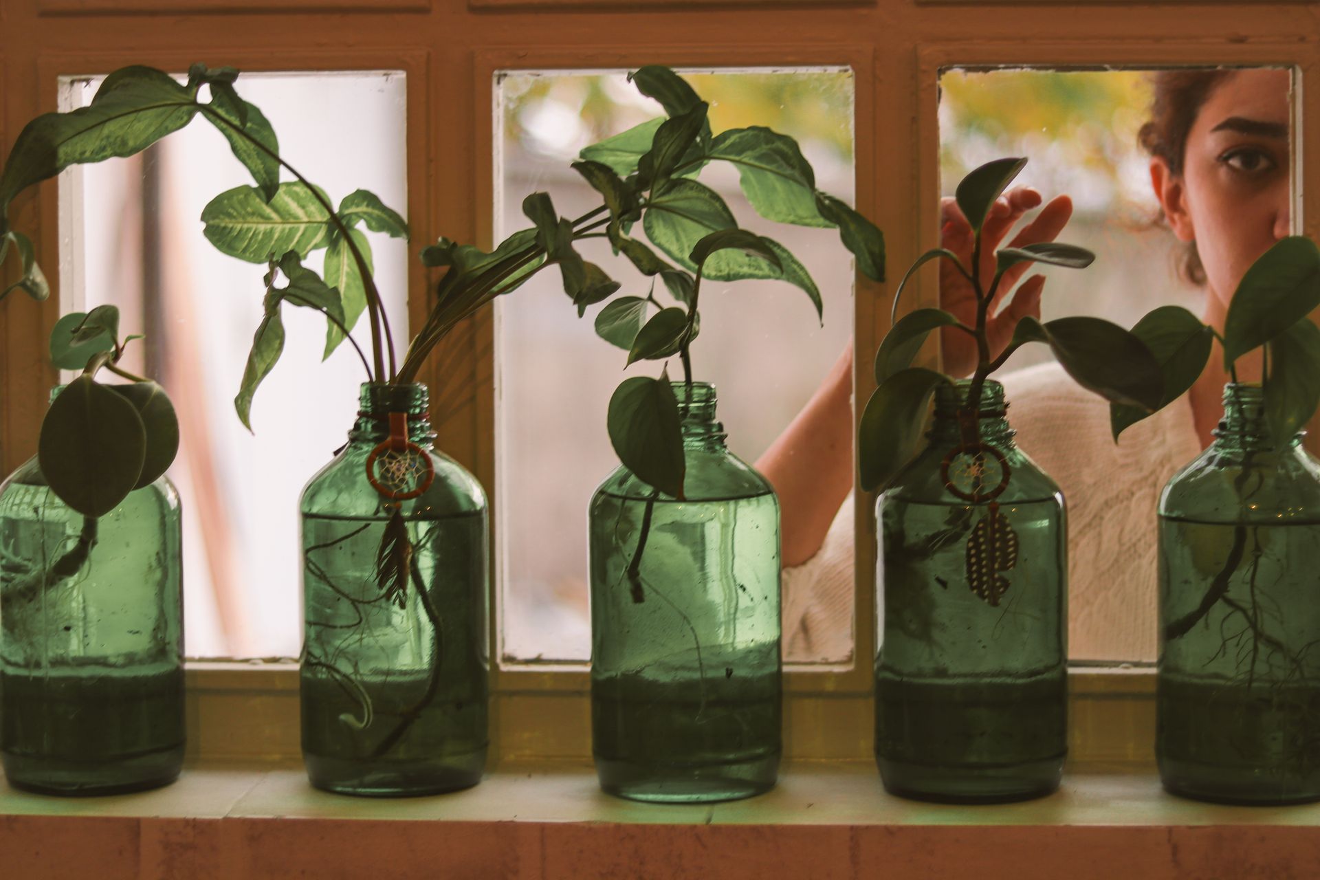 Green bottles with plant cuttings on a windowsill create a charming indoor garden scene.