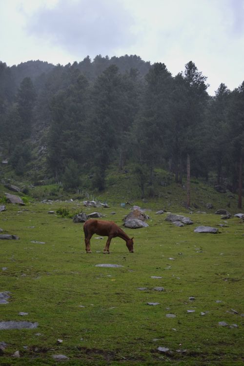 Free A peaceful scene of a lone horse grazing in a lush forest clearing under a cloudy sky. Stock Photo