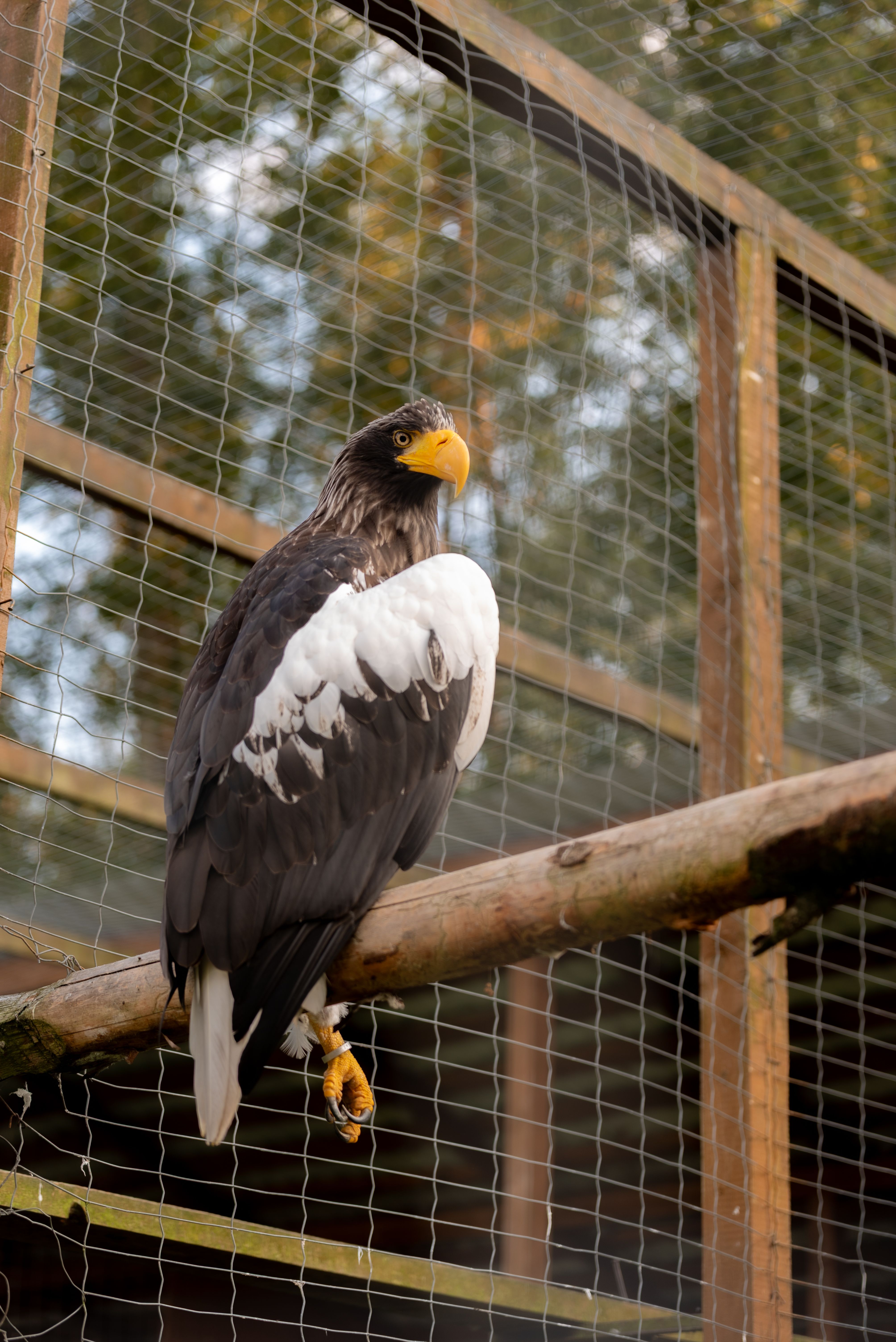 Fresh Look at Majestic Eagle Perched In Aviary At Sunset
