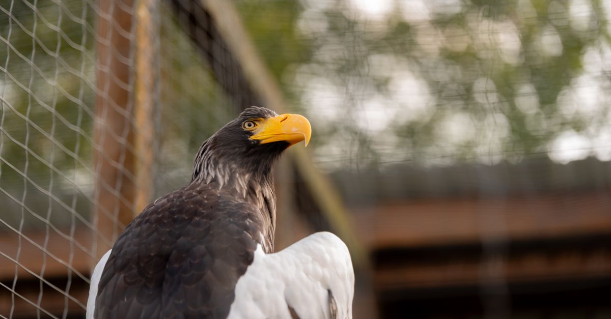 Donjon des Aigles : Visite et Prix 2026