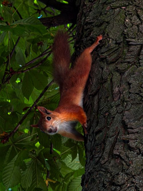 Free A vibrant red squirrel clings to a tree trunk among lush green leaves, showcasing nature's beauty. Stock Photo