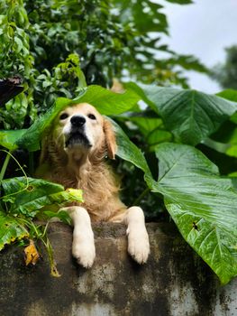 Golden Retriever playfully peeking through lush leaves, capturing a vibrant natural moment in Kerala, India.