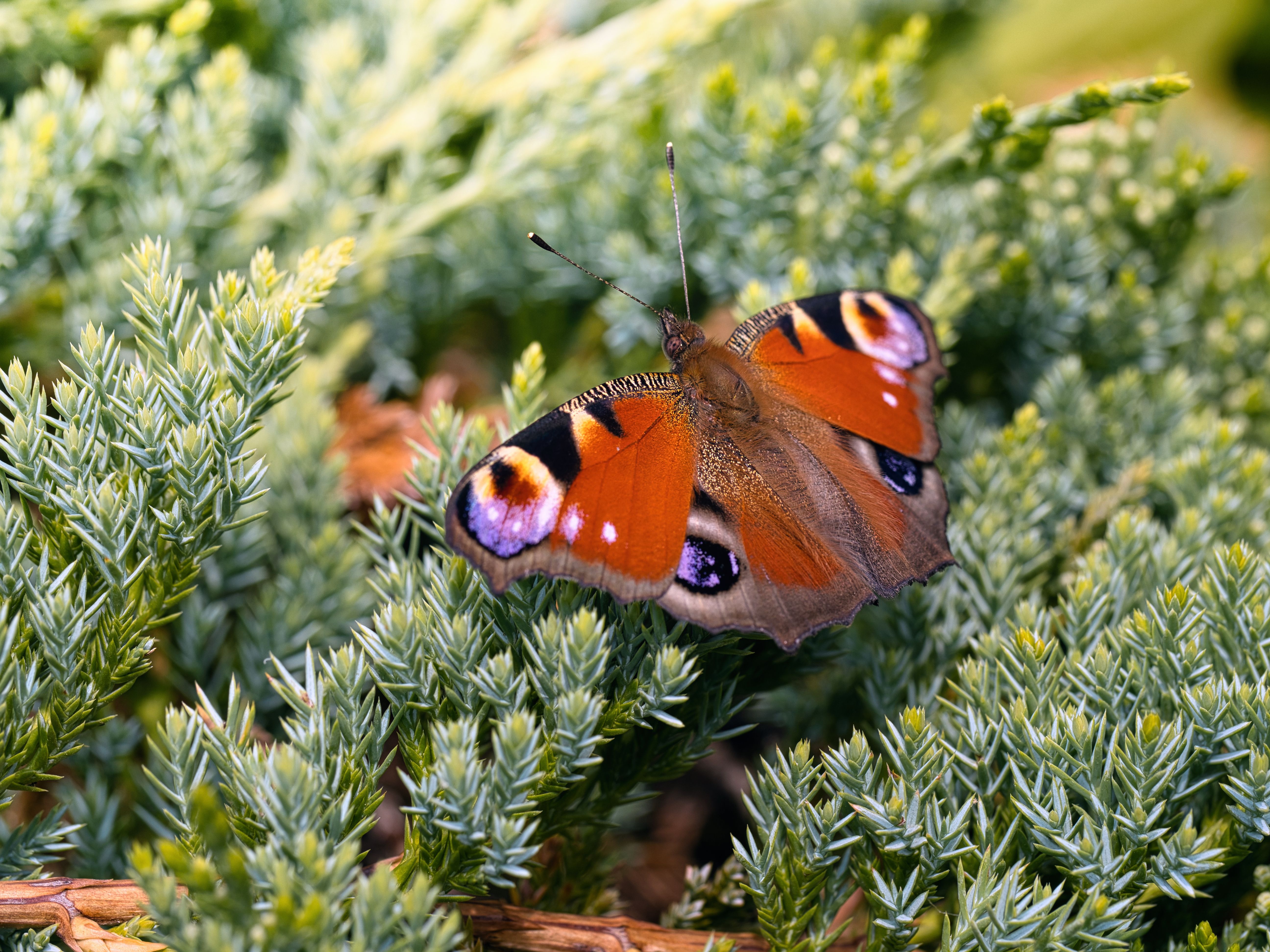 Orange Nature Photos, Download The BEST Free Orange Nature Stock Photos ...