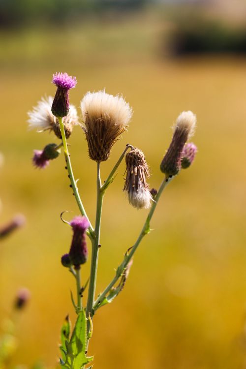 Free Vibrant close-up of thistle plants with purple blooms in a sunlit summer field. Stock Photo