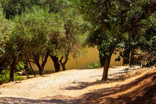 Free Beautiful sunlit olive trees casting shadows on a dirt path outdoors. Stock Photo
