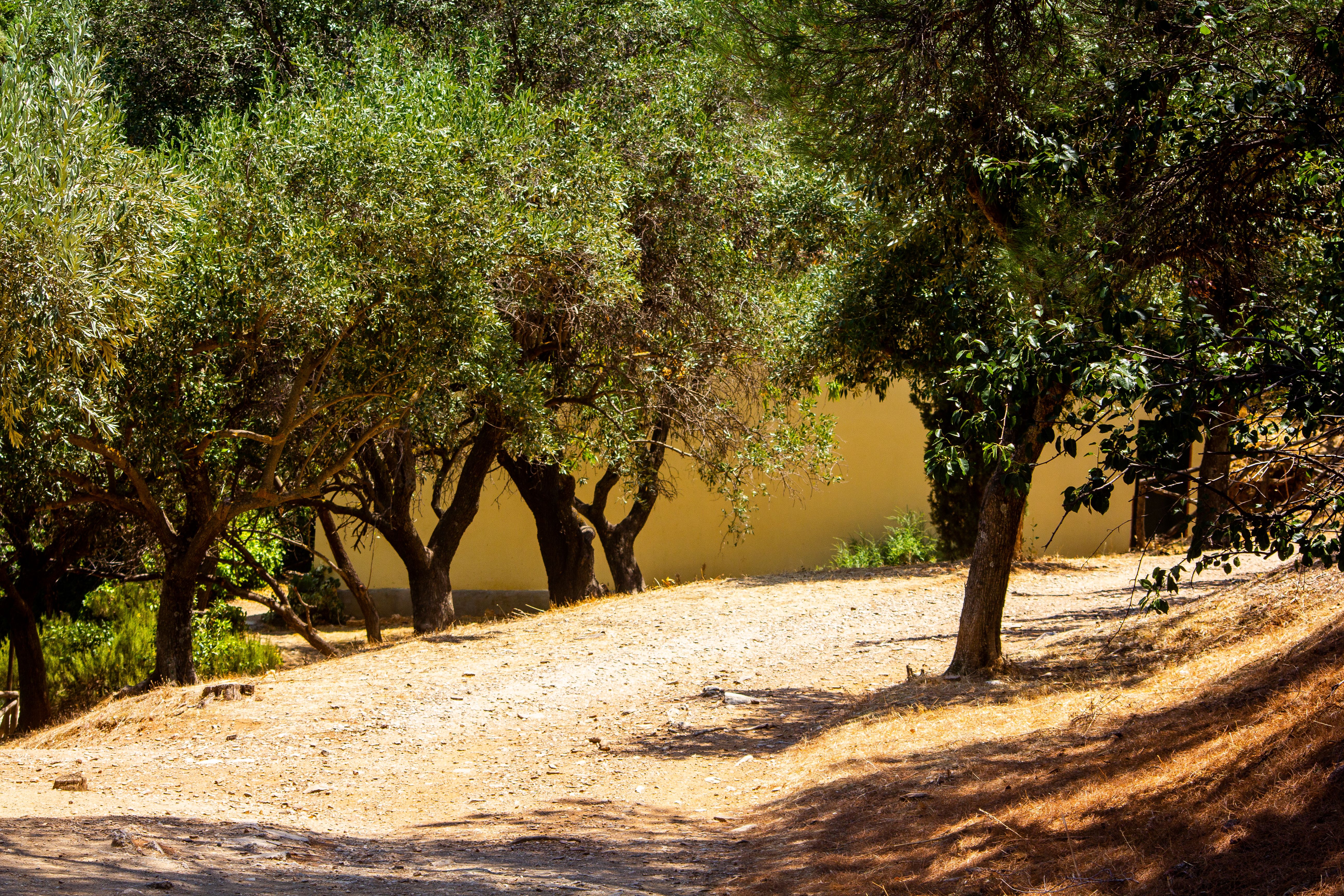 Olive grove landscape in Amaliada, Western Greece