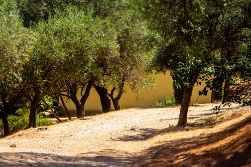 Free A serene, sunlit pathway meandering through a Mediterranean olive grove in summer. Stock Photo