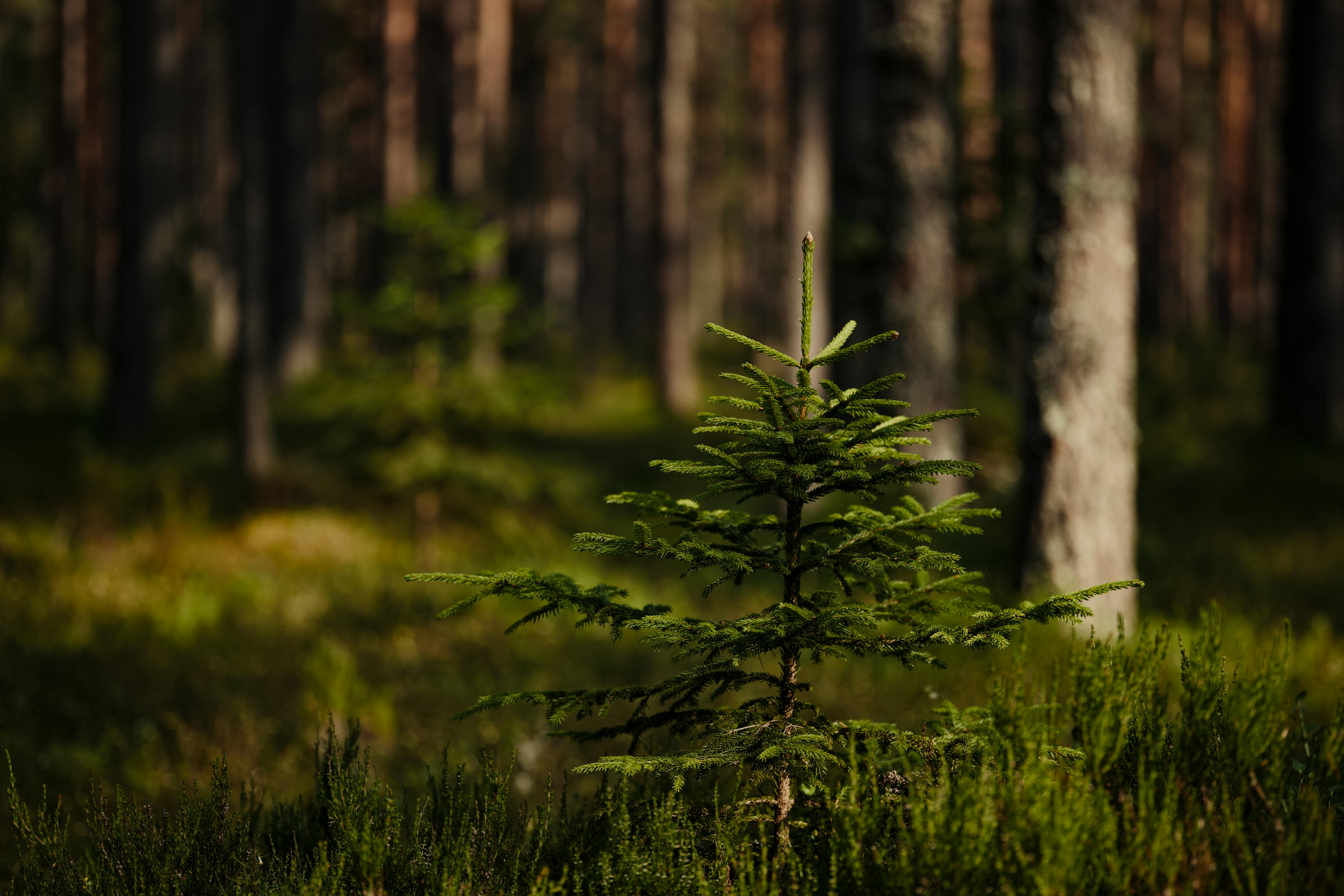 Cultivating a Success-Oriented Mindset for Personal Growth