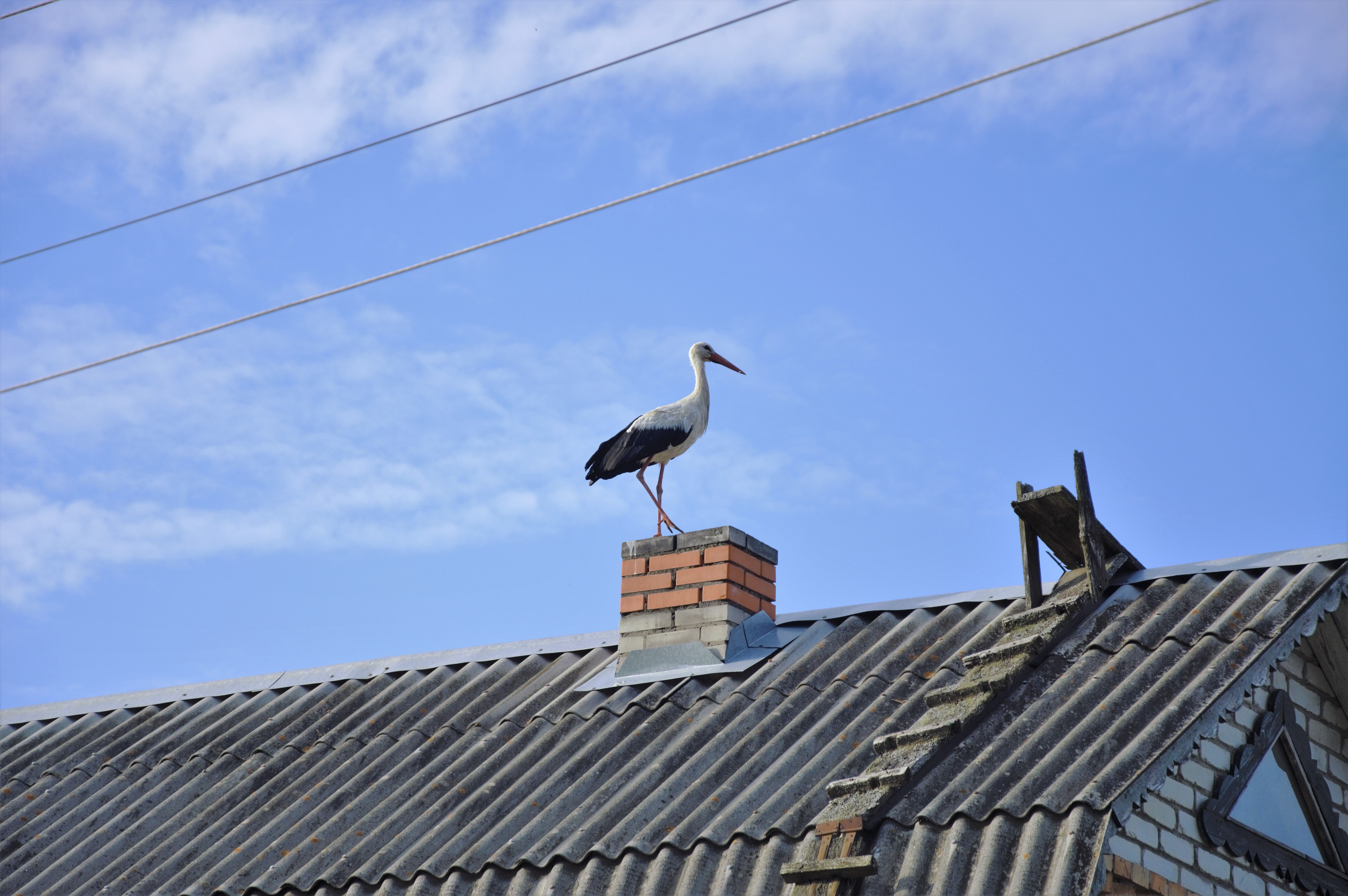 Painters and Decorators in Cheam — a decorator at work mid-project