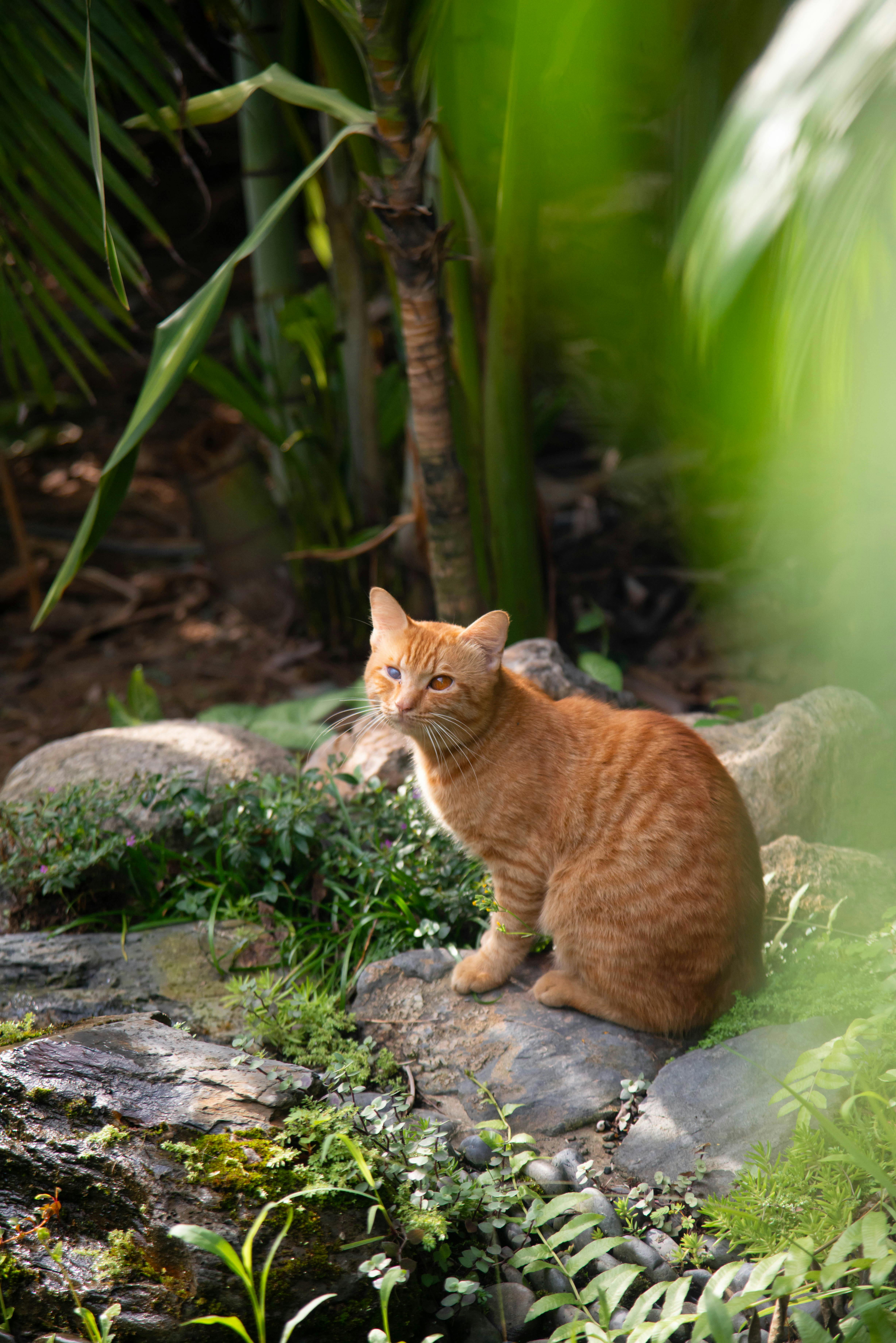 Уживется ли кошка бурмилла с другими кошками?