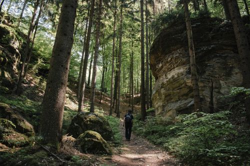 Free A lone hiker explores a lush forest path surrounded by tall trees and rocky formations in Česko. Stock Photo