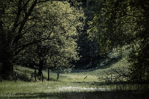 Free A peaceful meadow surrounded by lush trees in spring, Czech Republic. Stock Photo