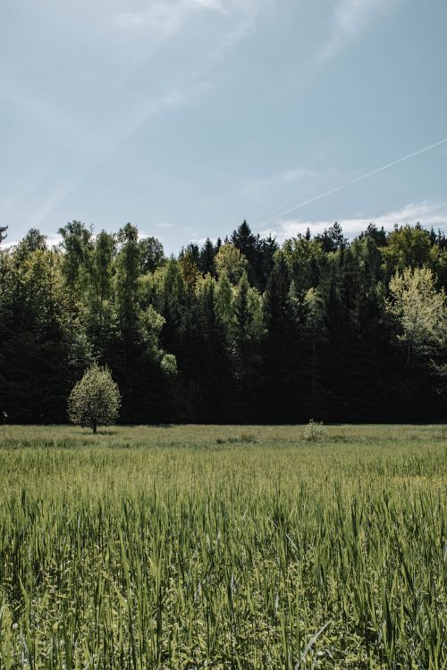 Free Lush green meadow and dense forest under clear blue sky in Czech countryside. Stock Photo