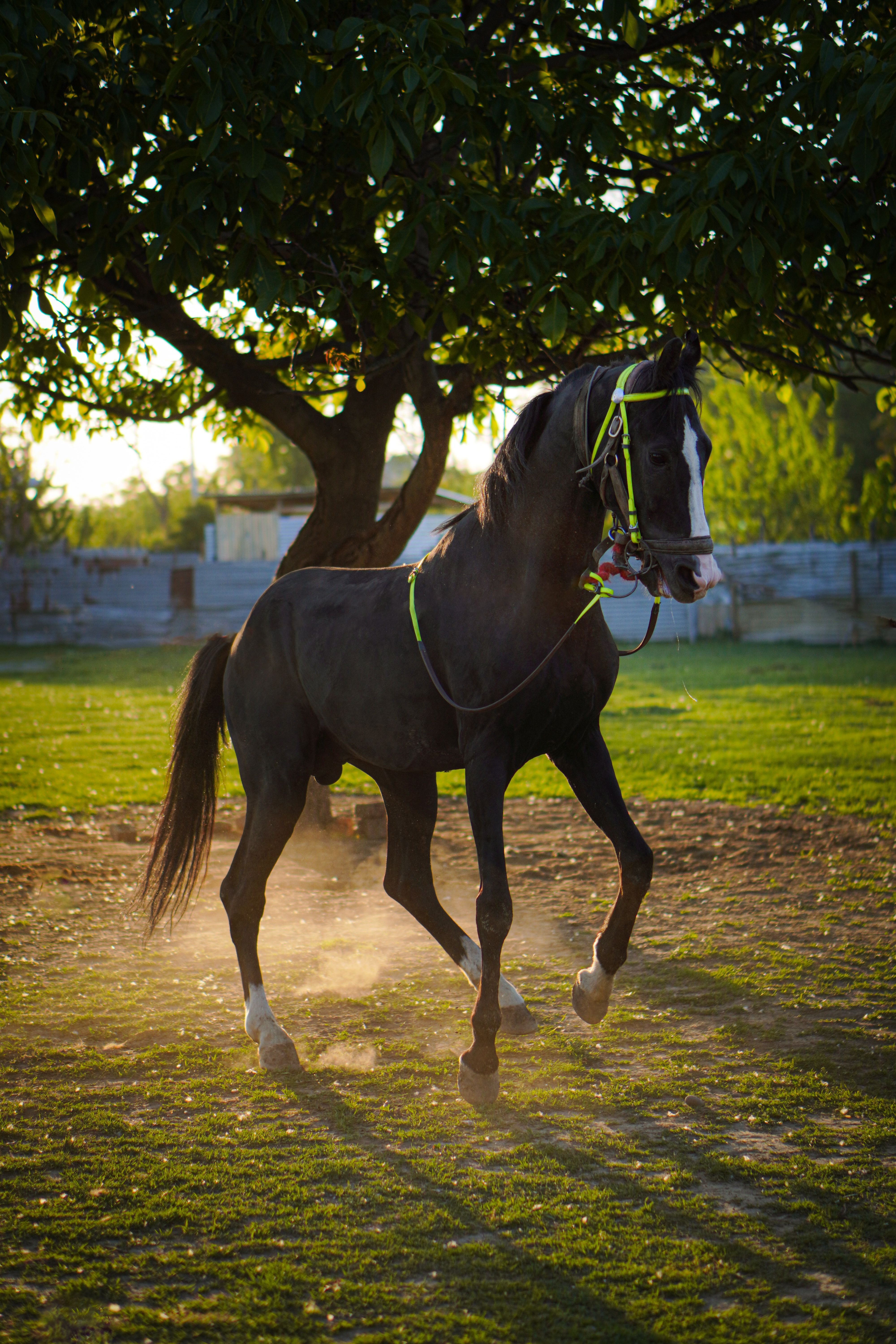 Graceful black stallion with a white face marking, trotting in a sunlit pasture under a tree.