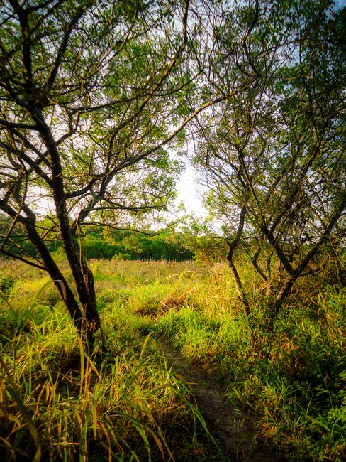 A tranquil forest path bathed in sunlight, inviting exploration and tranquility.