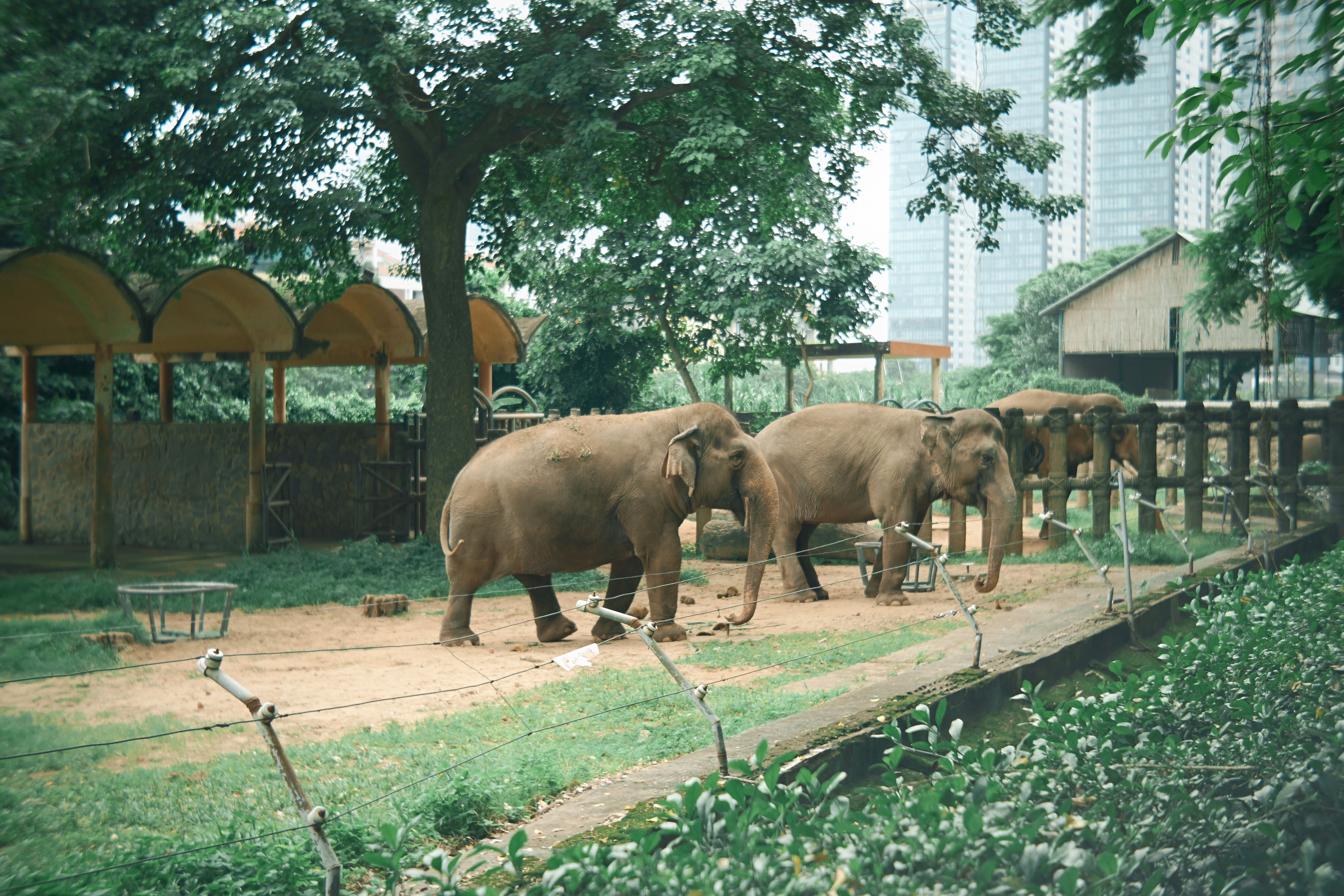 Lembang Park Zoo