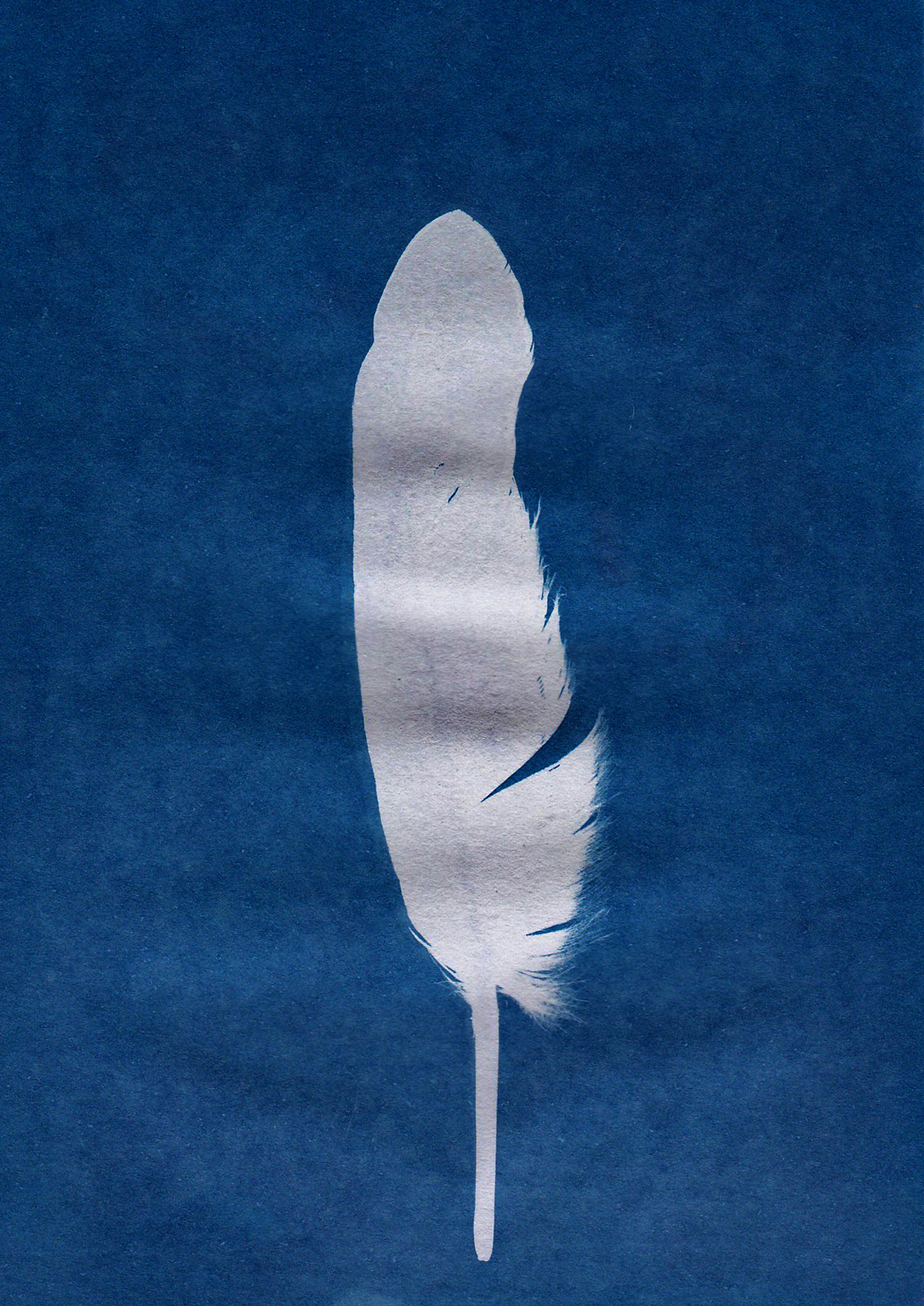 A striking cyanotype print of a white feather on a deep blue background, showcasing artistic detail.