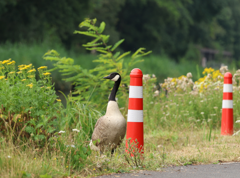 A Canadian goose stands beside an orange safety cone on a rural road with greenery in summer.