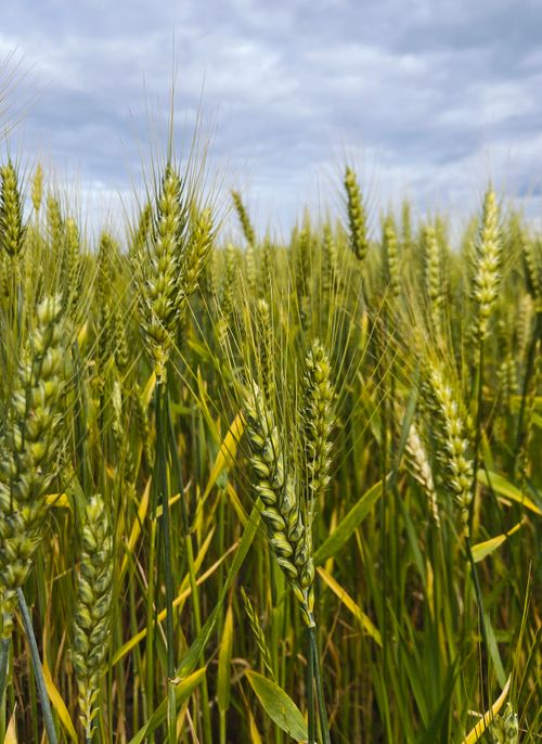 Free Vibrant field of green wheat growing tall under a cloudy blue sky, perfect for agriculture themes. Stock Photo