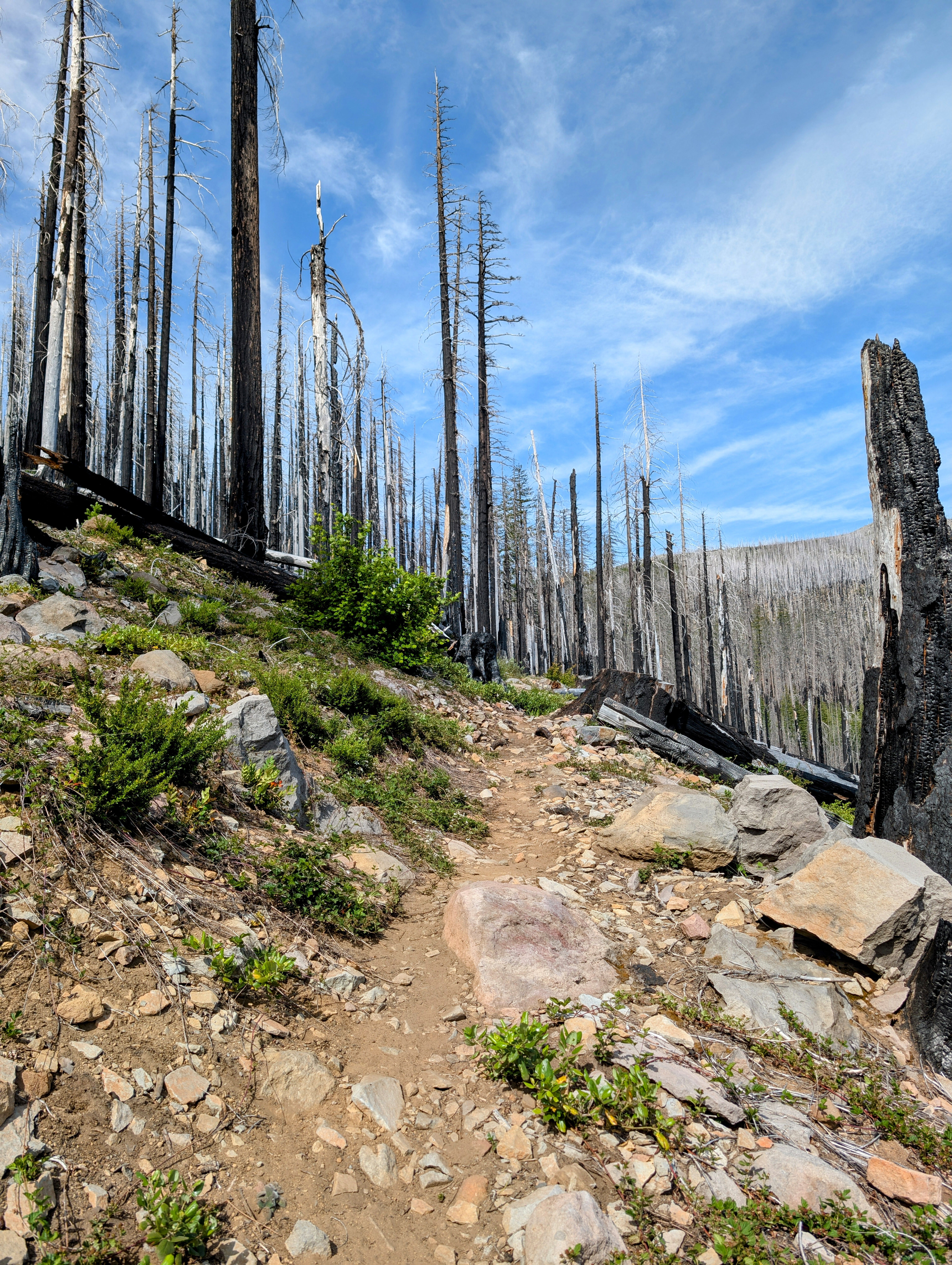 Trail through a charred forest in Oregon, showcasing nature's resilience with regrowth among burnt trees.