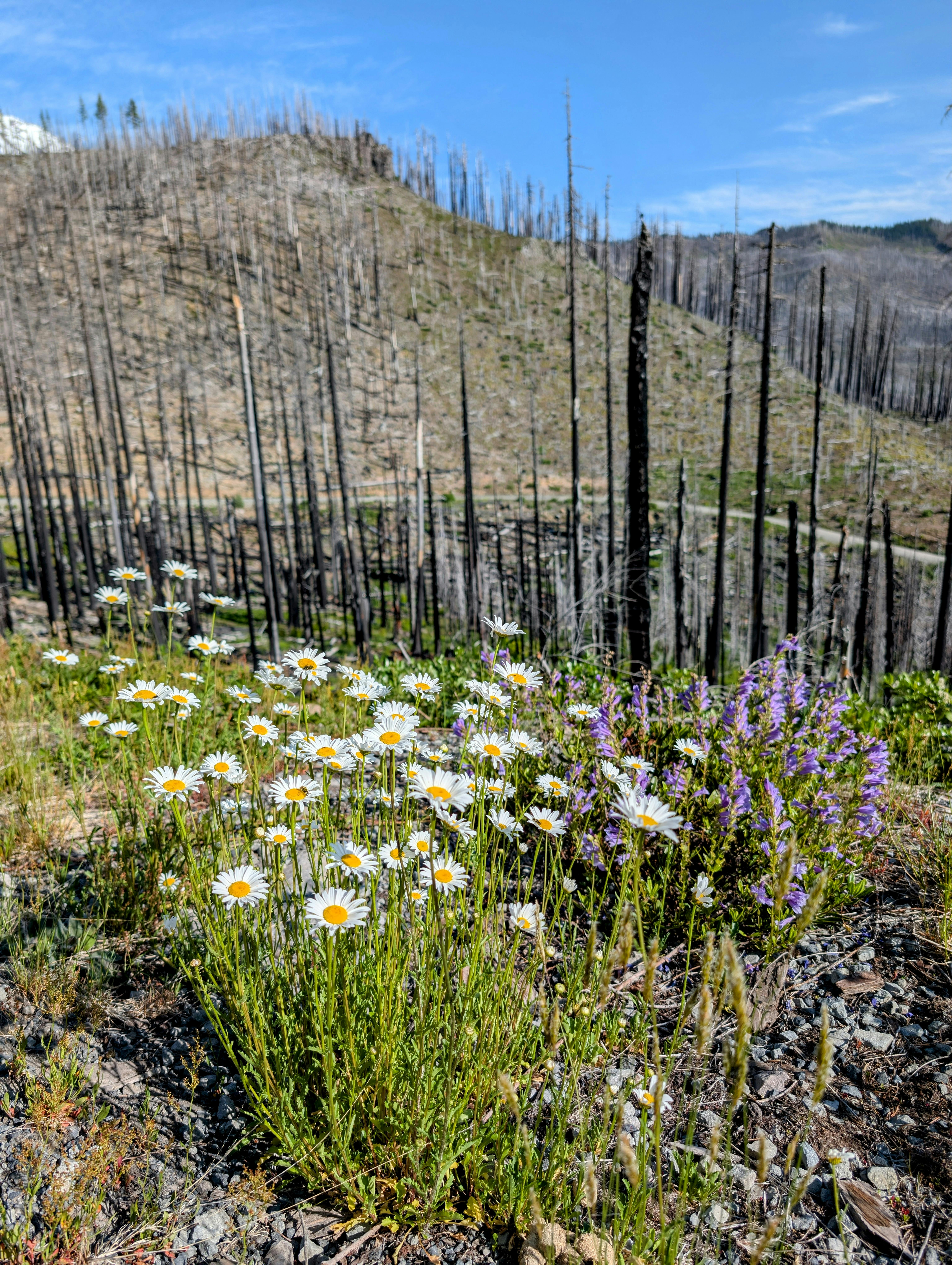 plant regrowth diagram UK