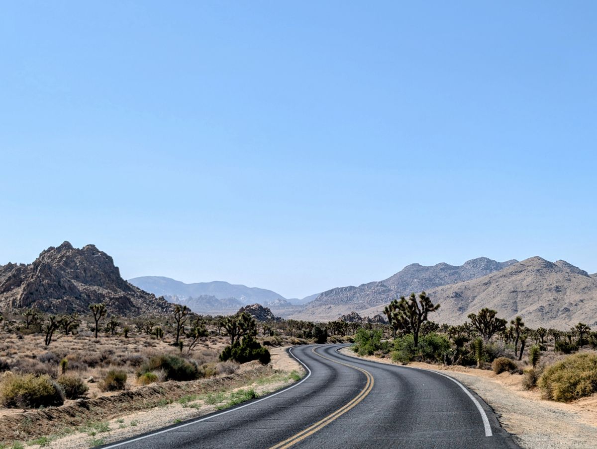 Joshua trees in Joshua Tree