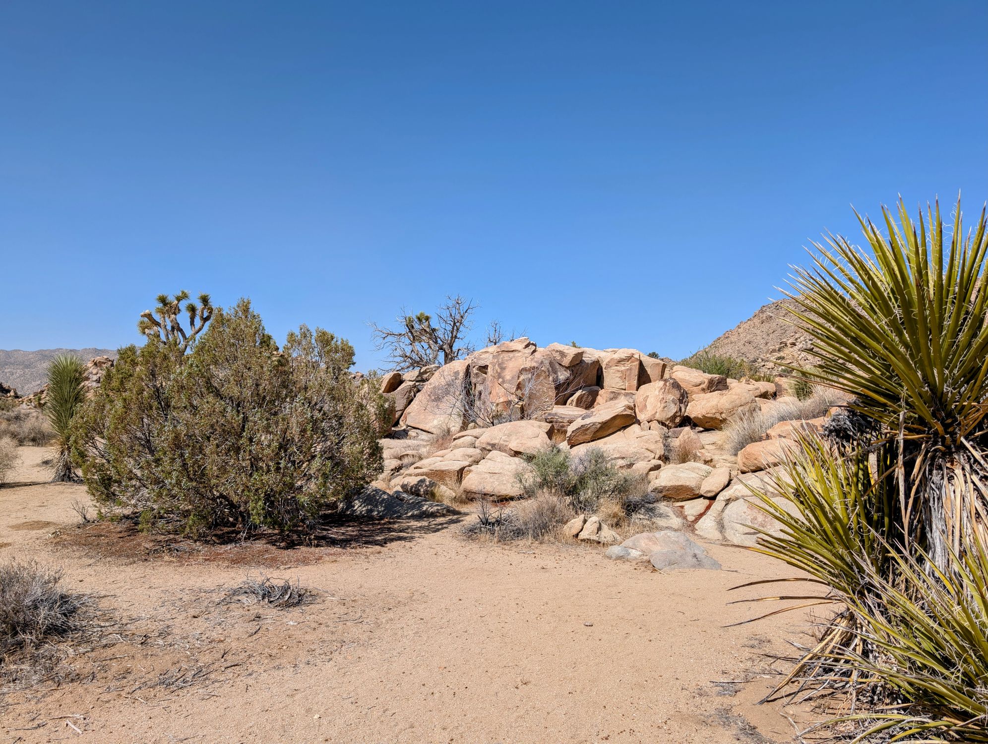 Scenic view of boulders and desert vegetation in Joshua Tree National Park, California.
