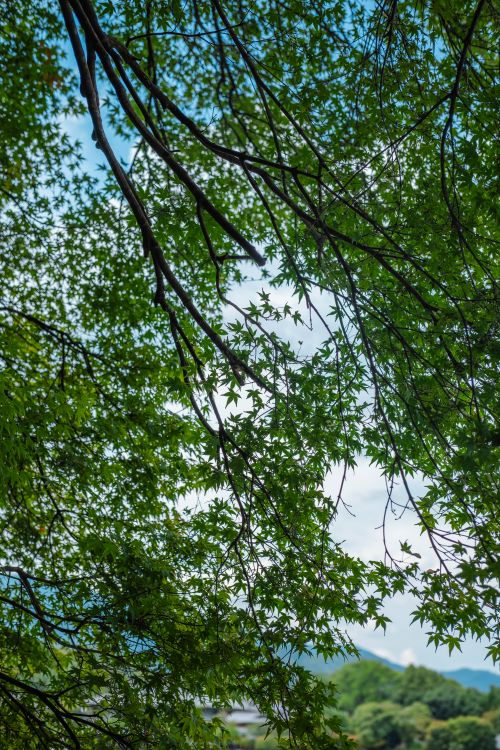 Free Peaceful scene capturing sunlight filtering through vibrant green maple leaves against a blue sky. Stock Photo