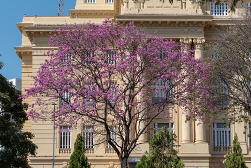 Free Beautiful historic building with pink blossom tree in Belo Horizonte, Brazil. Stock Photo