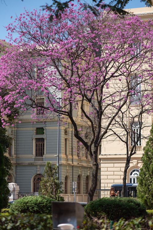Free Vibrant pink blossoms adorn trees against historic architecture in a sunny Belo Horizonte plaza. Stock Photo