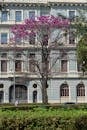 Historic Building in Belo Horizonte with Pink Ipe Tree