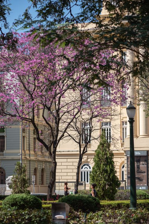 Free Elegant historic building with blooming pink trees in Belo Horizonte, Brazil. Vibrant spring scene captured outdoors. Stock Photo
