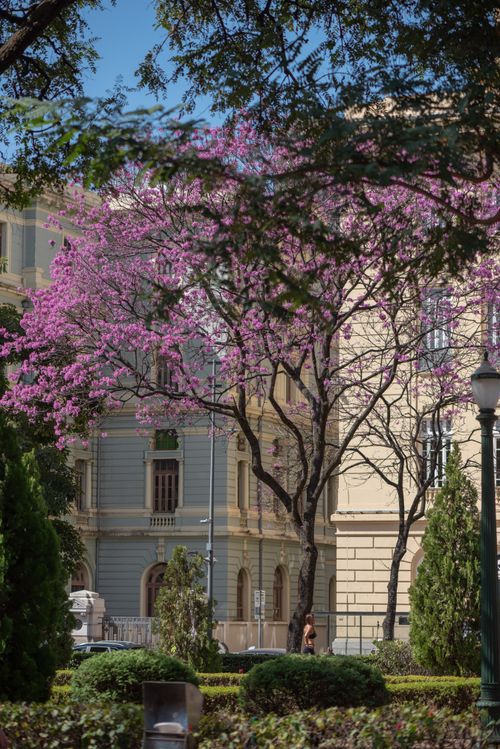 Free Beautiful pink blossoms frame historic architecture in Belo Horizonte, Brazil. Stock Photo