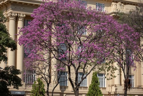 Free Pink blossoms brighten a classic building facade in Belo Horizonte, Brazil. Stock Photo