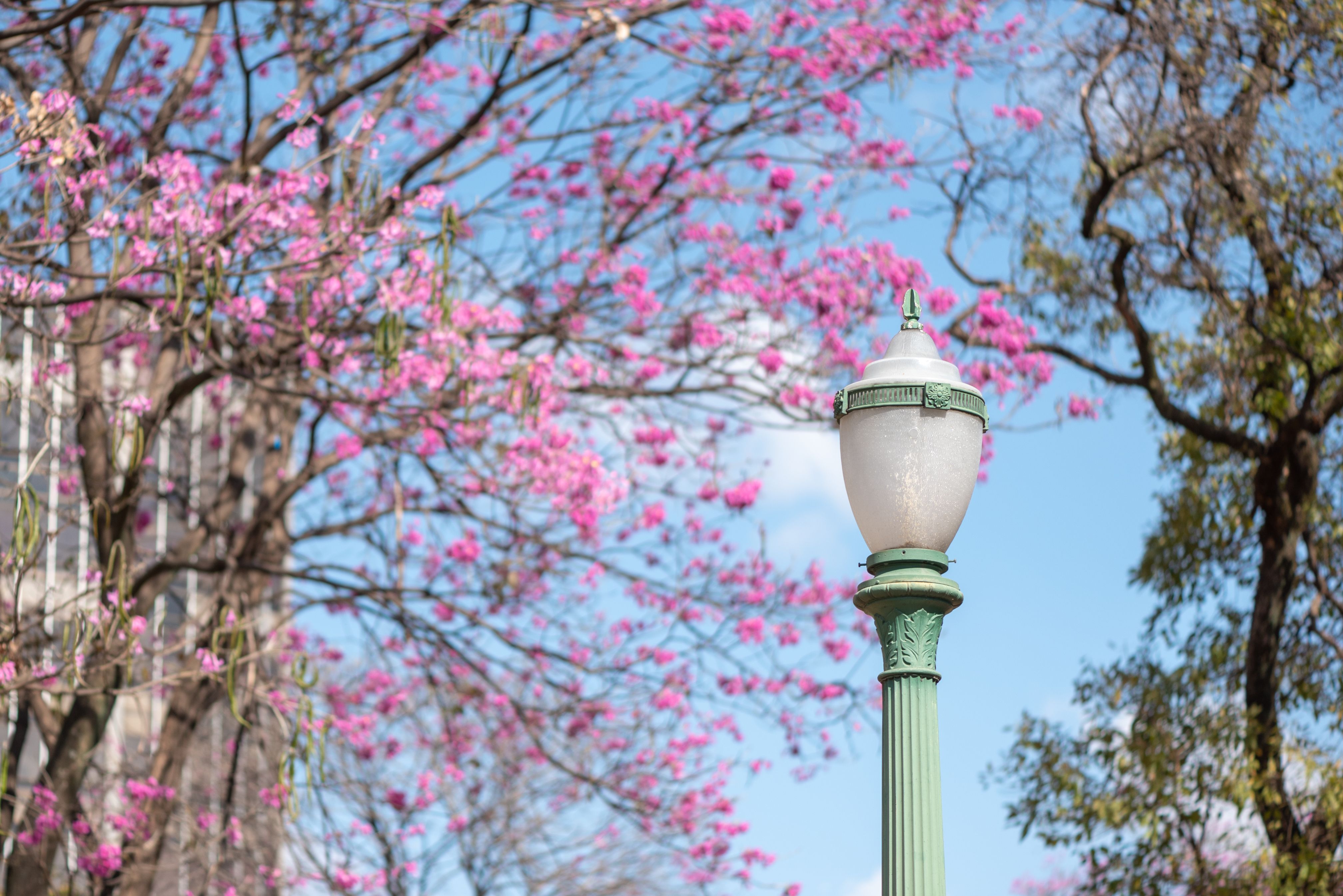 Colorful Spring Scene at Freedom Square Belo Horizonte · Free Stock Photo
