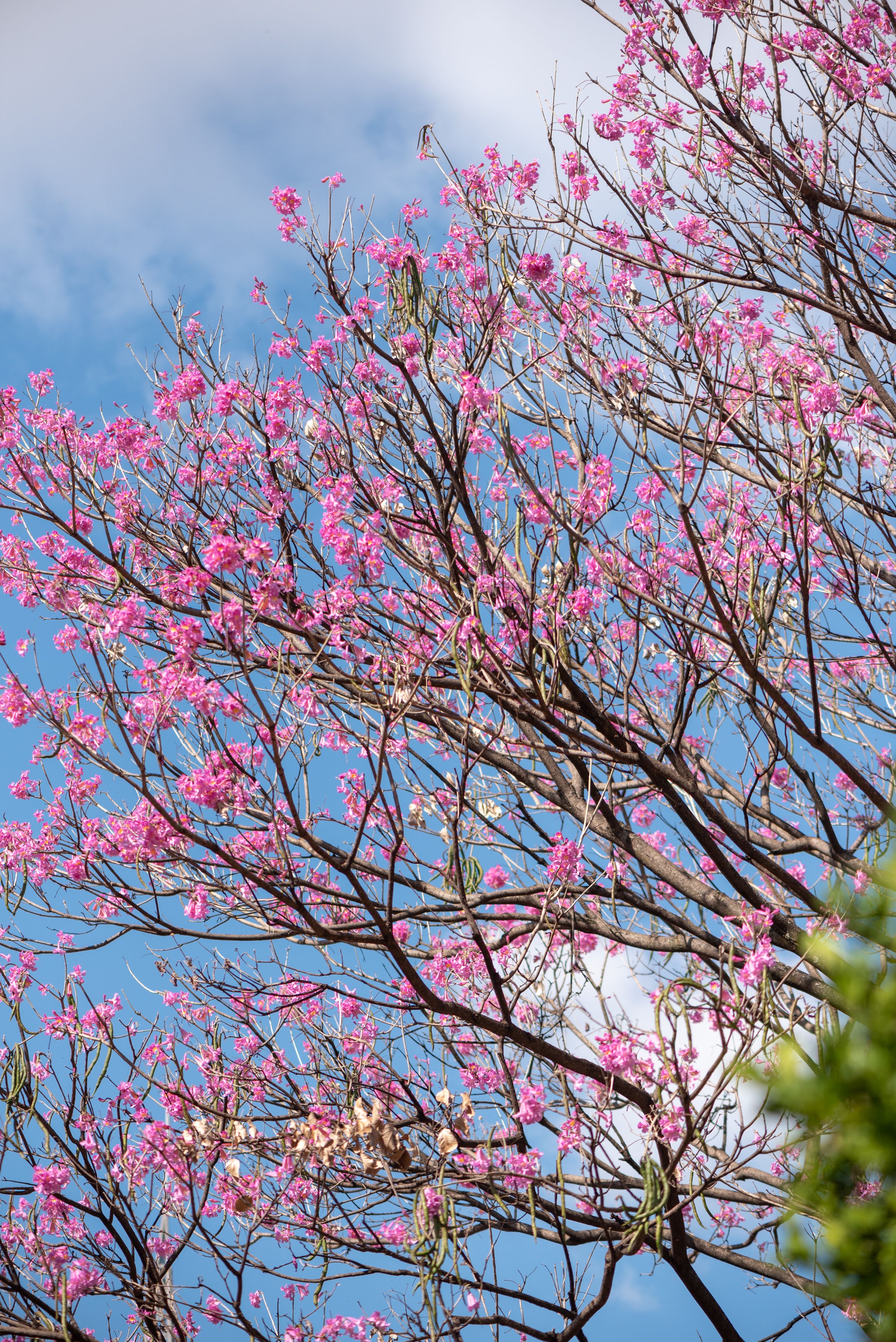 Vibrant pink Ipê trees blossoming under a clear sky in Belo Horizonte, Brazil.