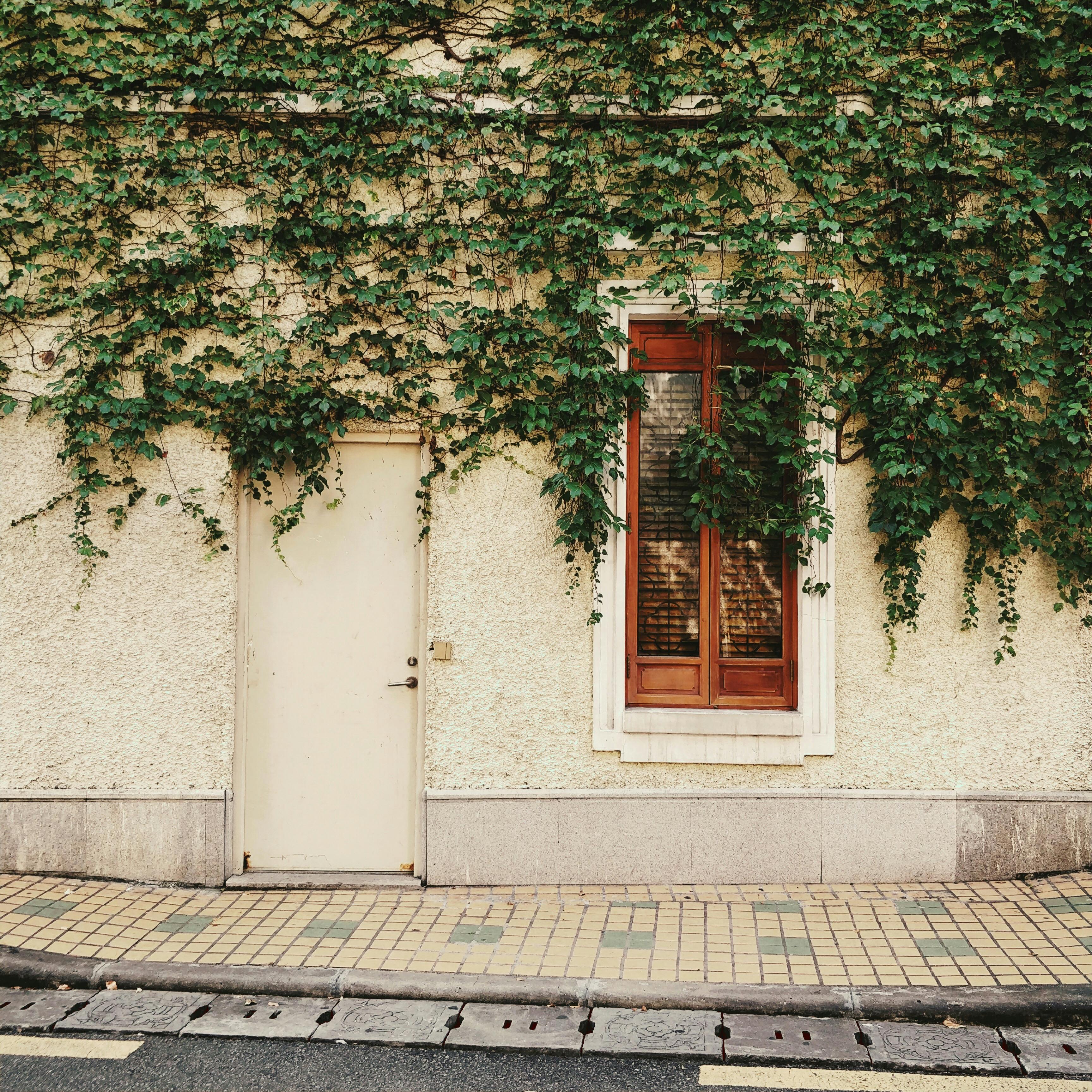 An ivy-covered wall with a wooden window and door, showcasing vintage architectural charm.