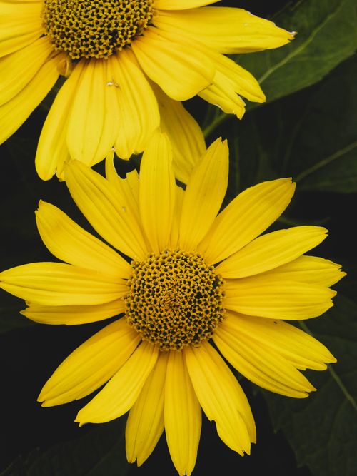 Free Bright yellow flowers bloom vividly in Merano, Italia, showcasing nature's beauty. Stock Photo