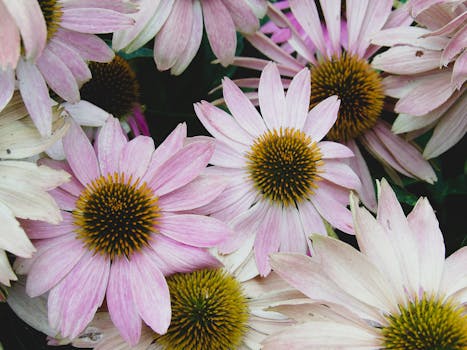 Vibrant close-up of pink echinacea flowers showcasing intricate details of petals and pollen.