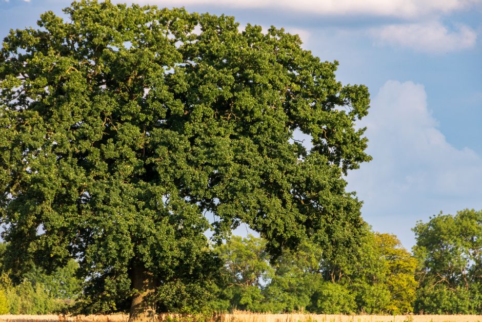Grand deciduous tree standing tall in a sunny summer landscape — cottonwood tree assessment Surrey BC
