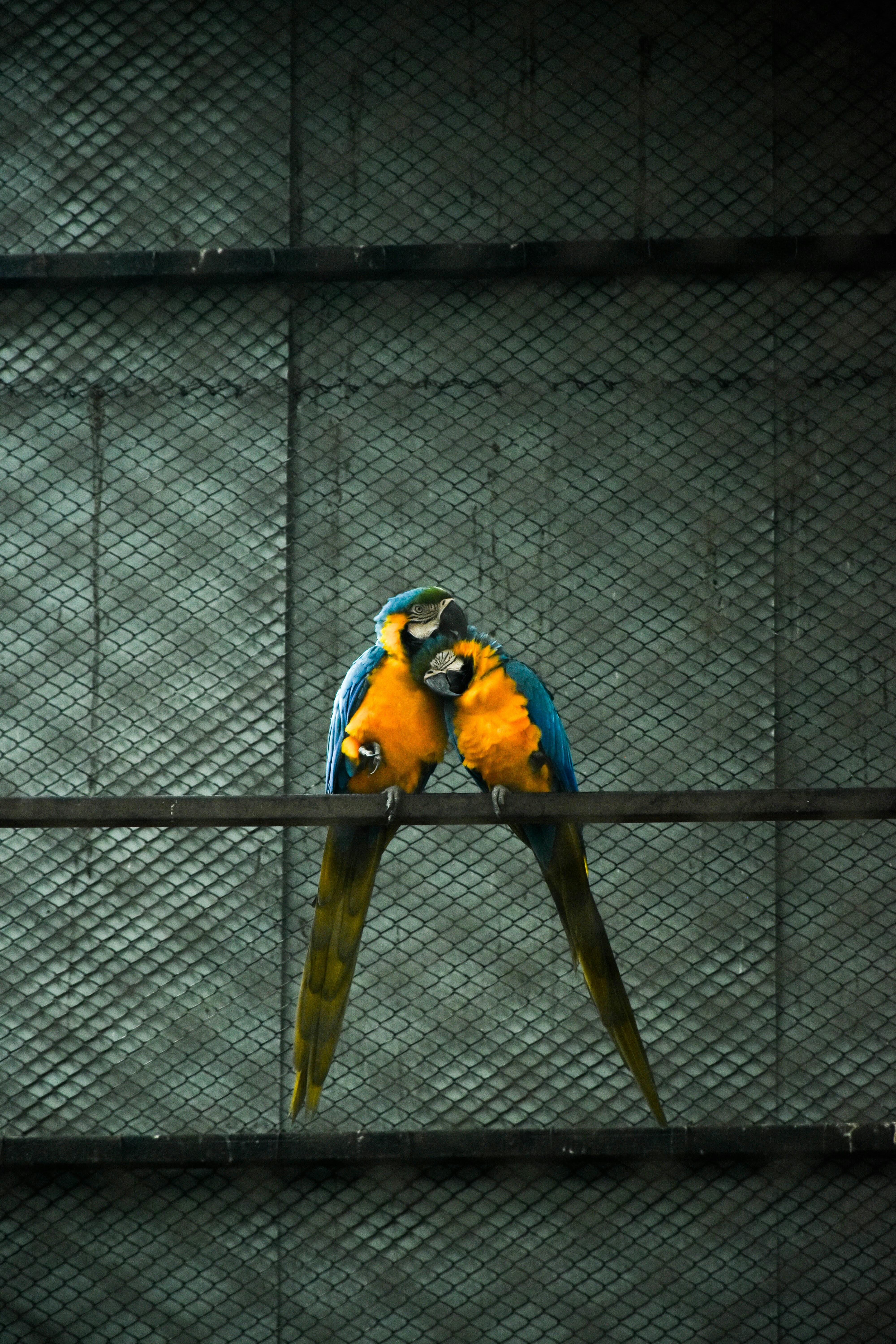 Zadarmo Dva žiarivé ara sedeli blízko seba a na sieťovanom pozadí prejavovali náklonnosť. Fotka z fotobanky