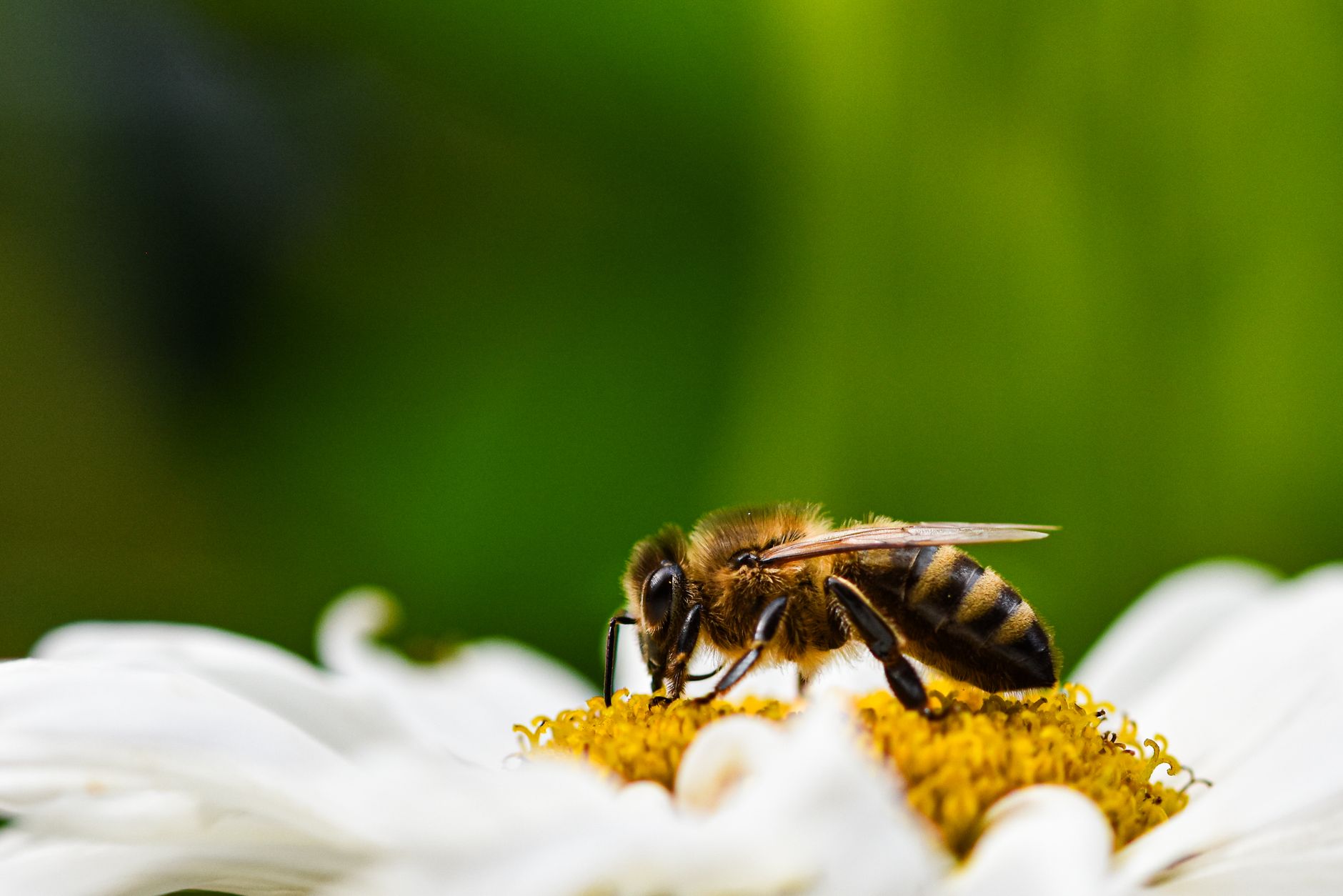 scrapingbee alternatives